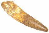 Fossil Spinosaurus Tooth - Real Dinosaur Tooth #382325-1